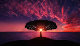 tree-sunset