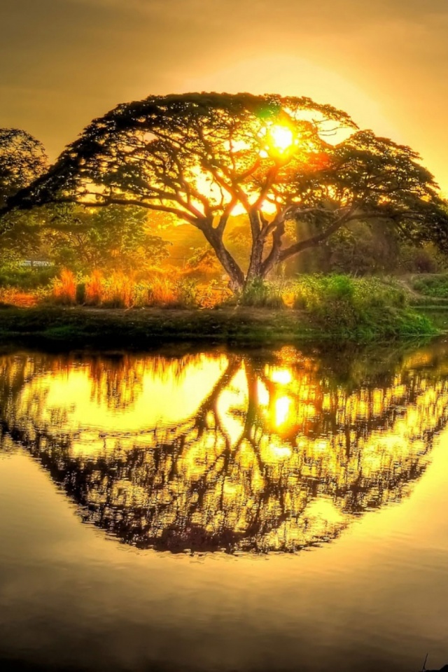 tree-sun-reflection-2